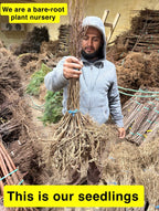 Man holding bare-root plant seedlings with text about a bare-root plant nursery.
