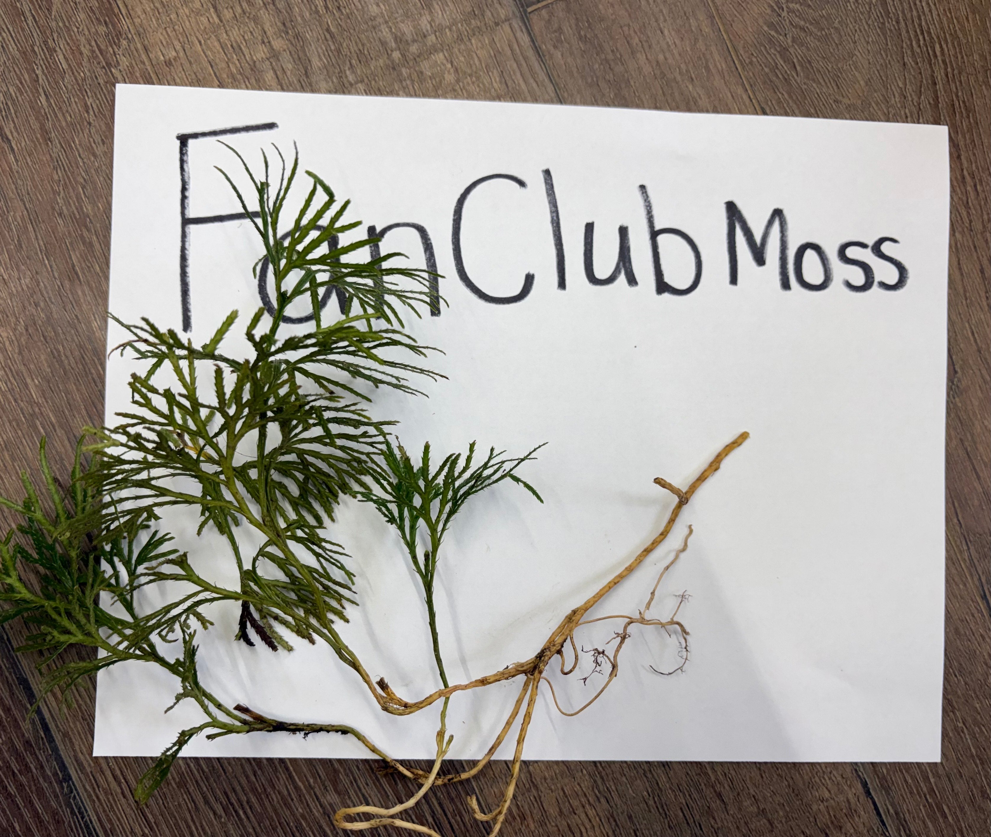 Fan Clubmoss