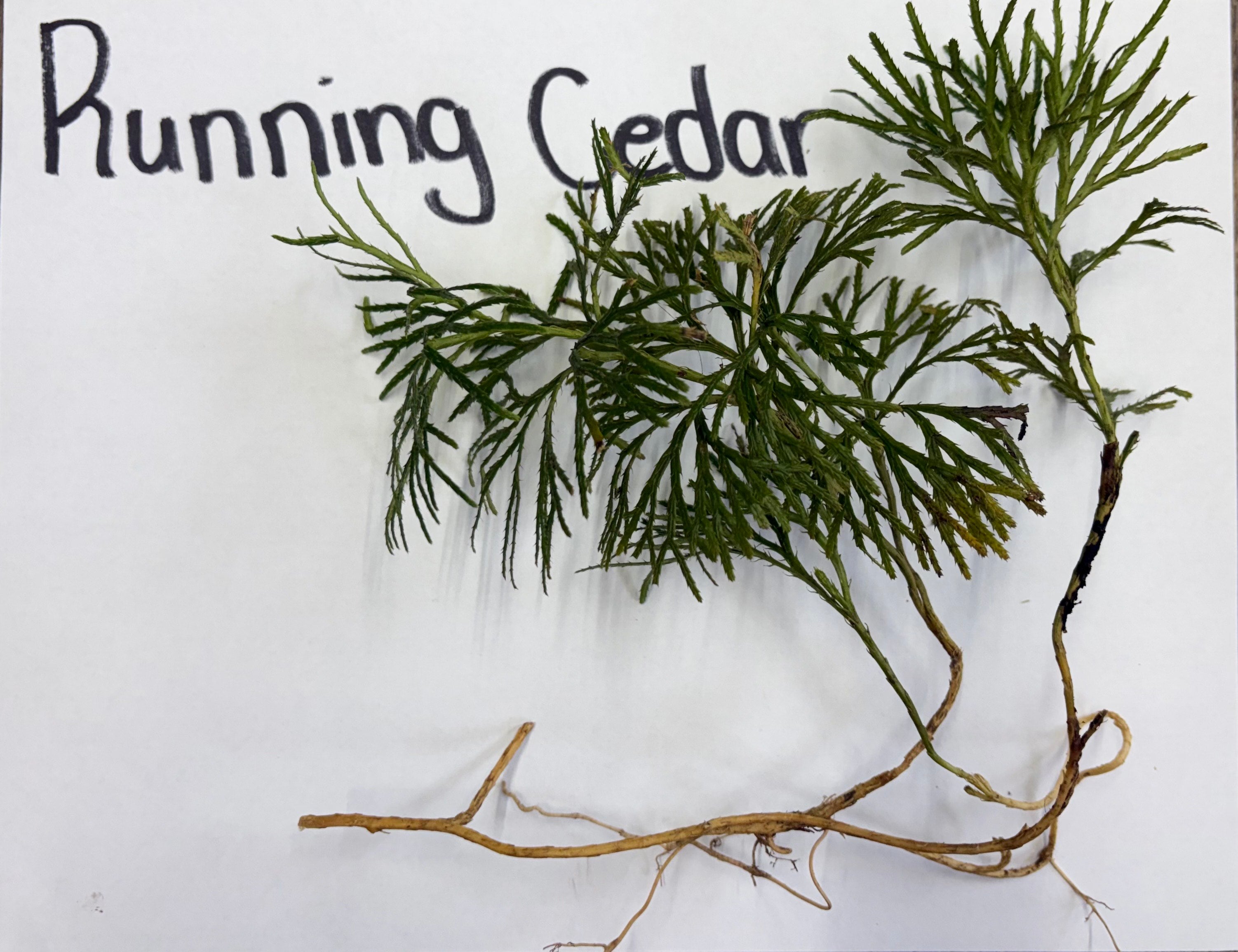 Green plant labeled 'Running Cedar' on a white background