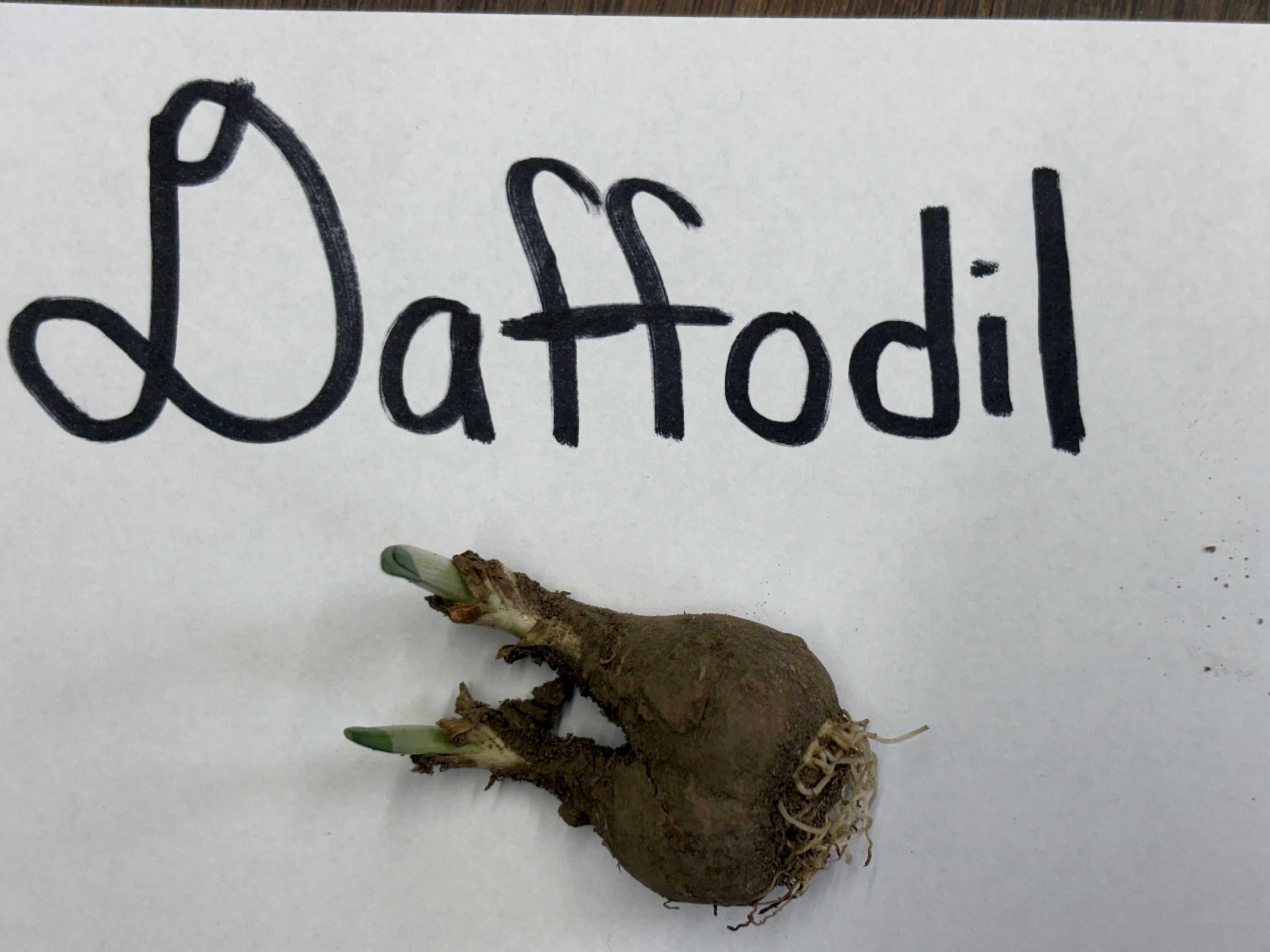 Daffodil bulb with 'Daffodil' text written above on a white background