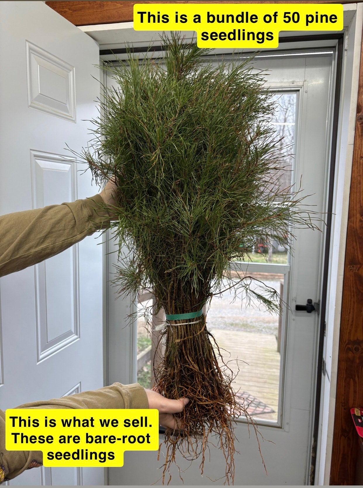 Virginia Pine Seedlings
