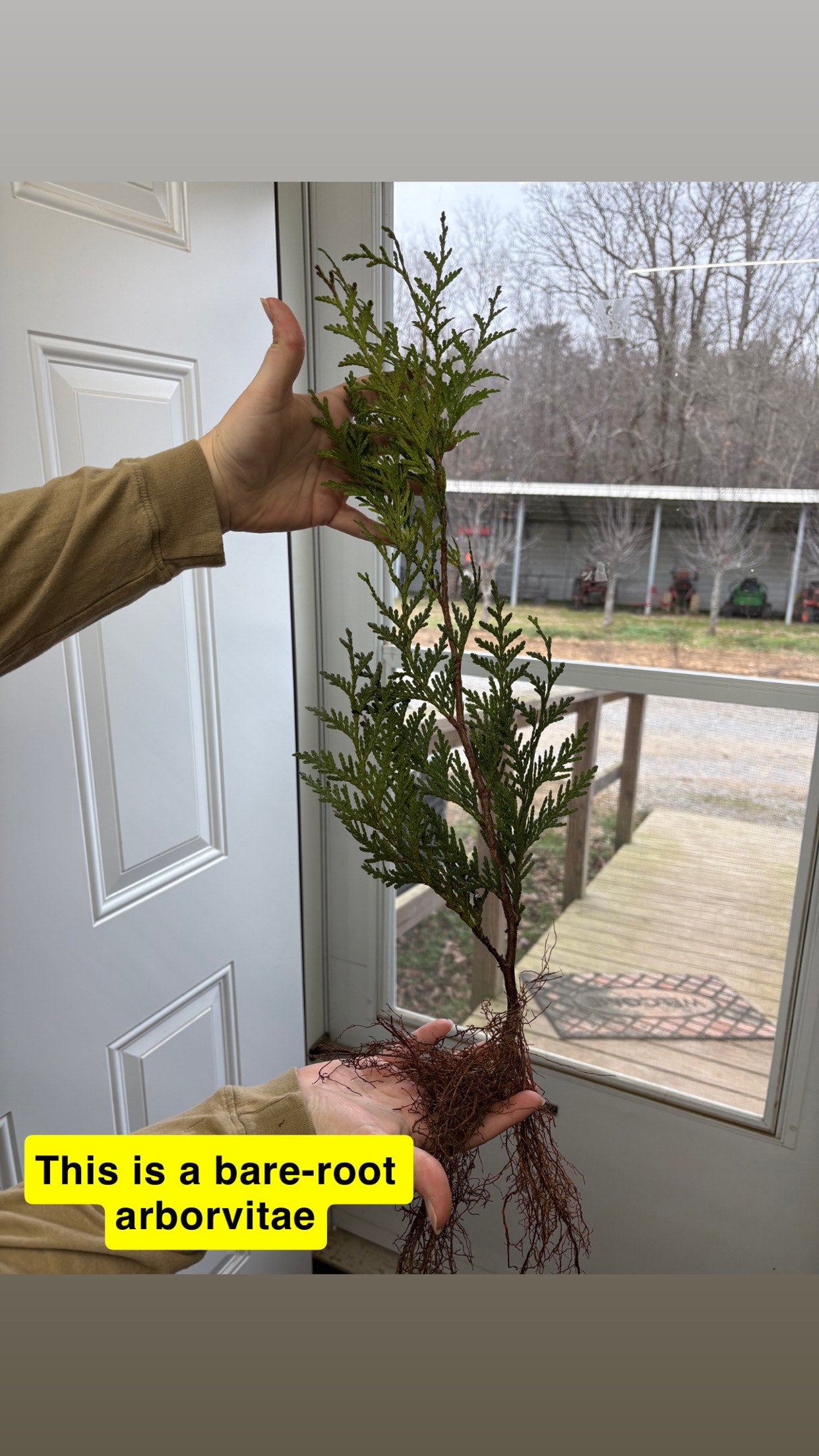 American Arborvitae Tree