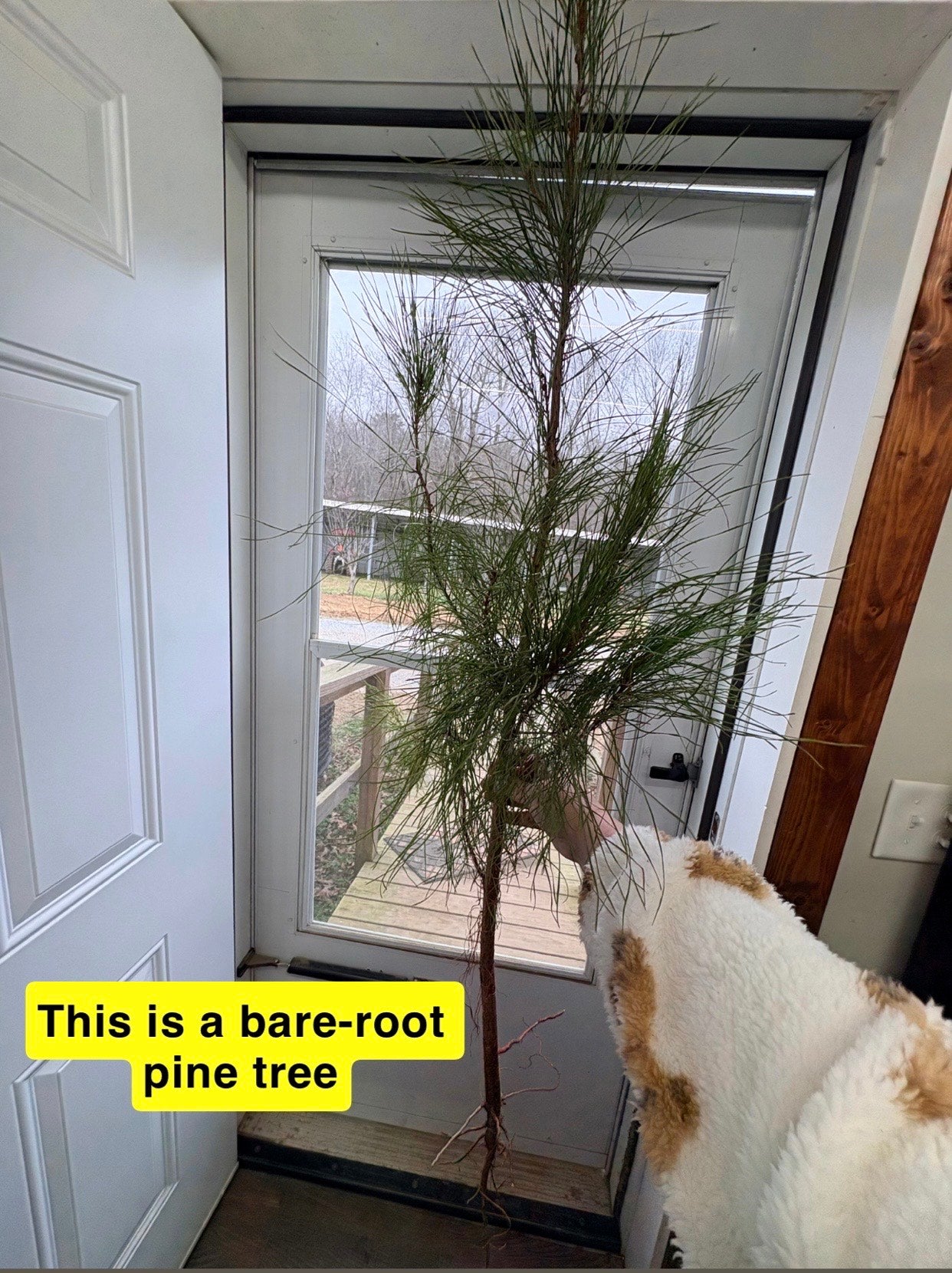 Bare-root pine tree in a room with a door and window in the background.