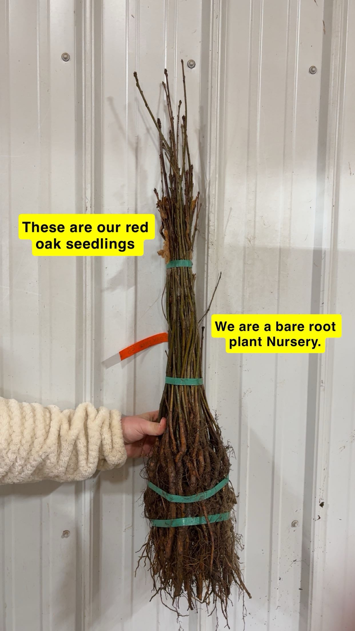 Northern Red Oak Seedlings