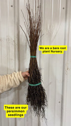 Persimmon Seedlings For sale - TN Nursery