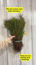 Loblolly Pine Seedlings For sale - TN Nursery