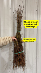 Chestnut Oak Seedlings