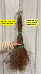 Silver Maple Seedling