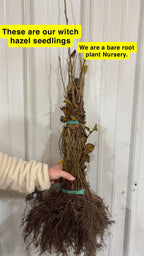 Witch Hazel Seedlings For sale - TN Nursery