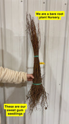 Sweet Gum Seedling For sale - TN Nursery