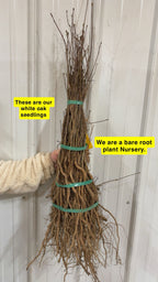 White Oak Seedlings For sale - TN Nursery