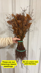 American Beech Seedlings For sale - TN Nursery