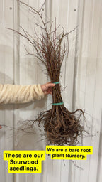 Sourwood Tree Seedlings