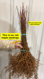 Red Maple Seedlings For sale - TN Nursery