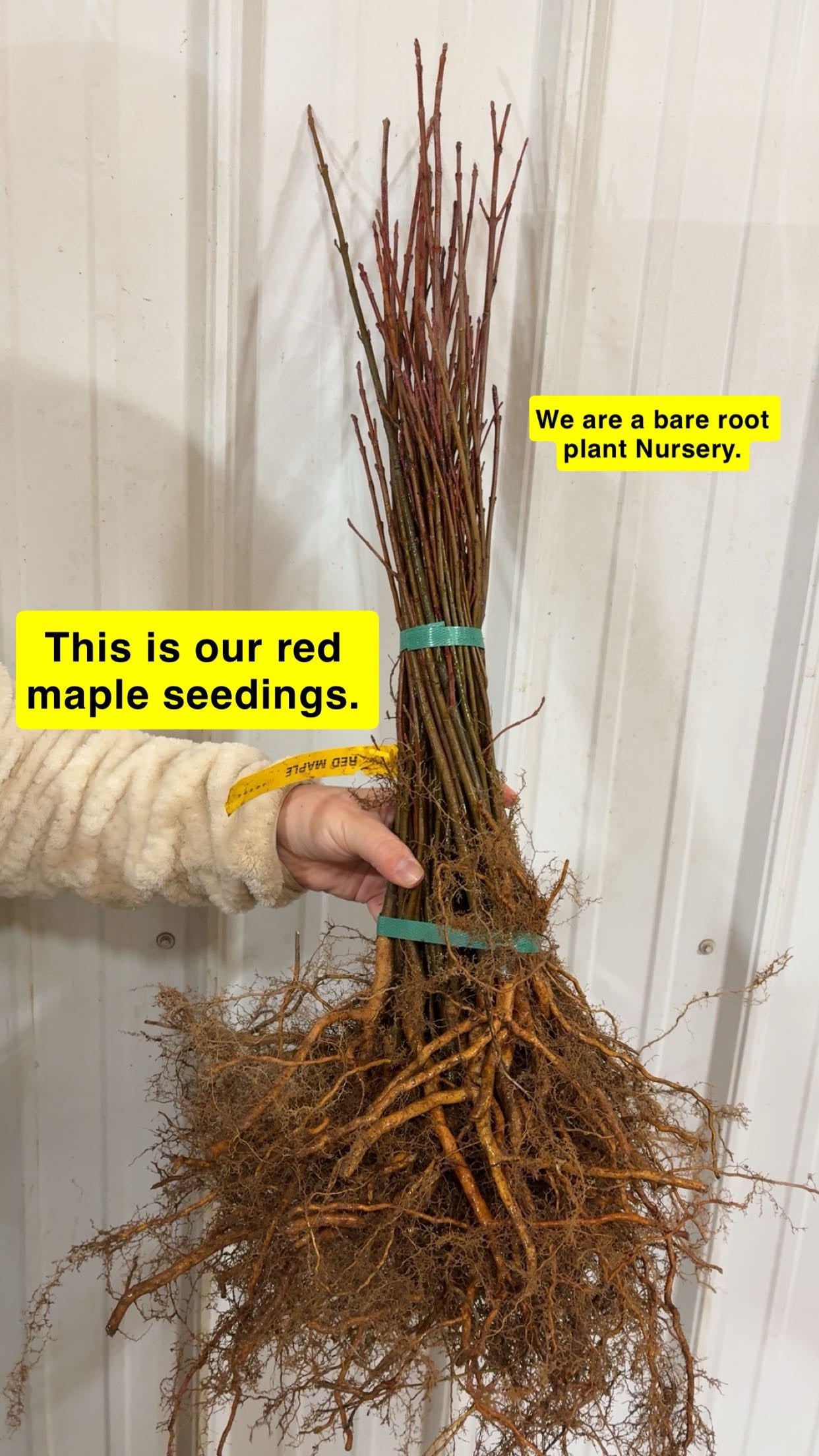 Red Maple Tree Seedlings