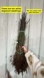 White Dogwood Seedlings