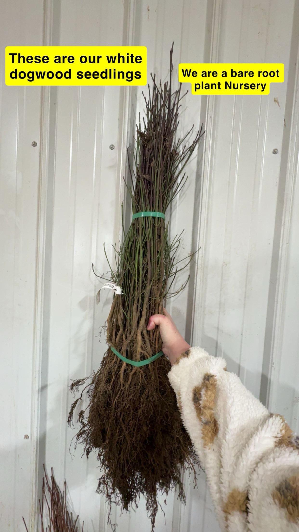 White Dogwood Seedlings