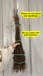 Black Oak Seedlings For sale - TN Nursery