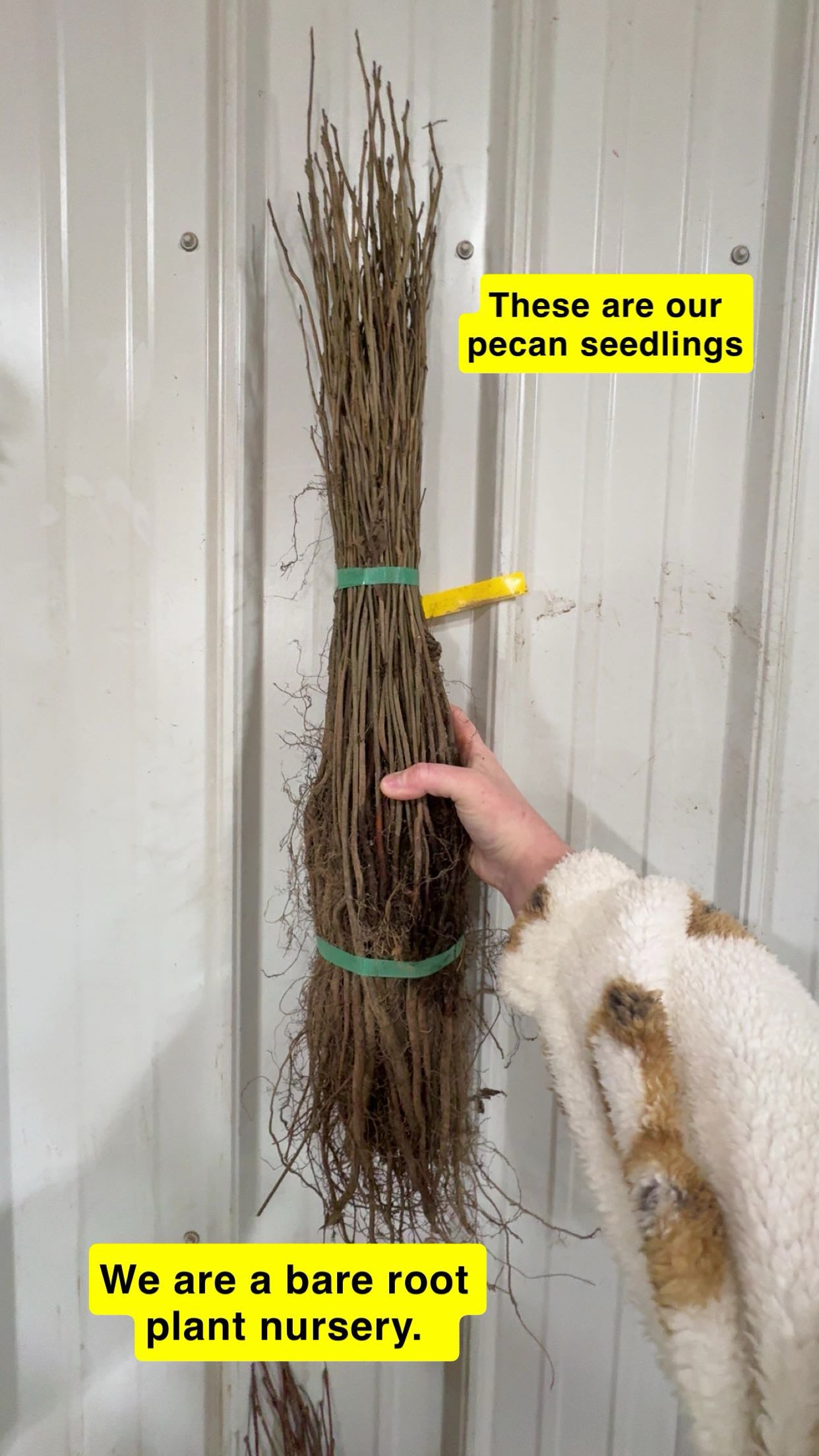 Pecan Tree Seedlings