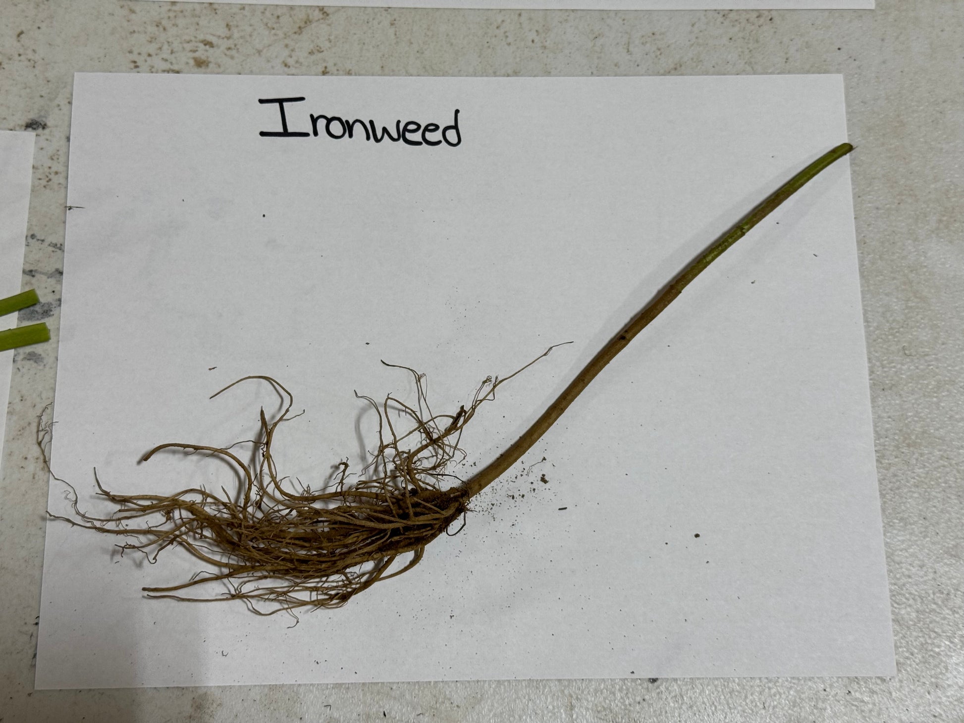 Roots of Ironweed on a white paper with 'Ironweed' text.