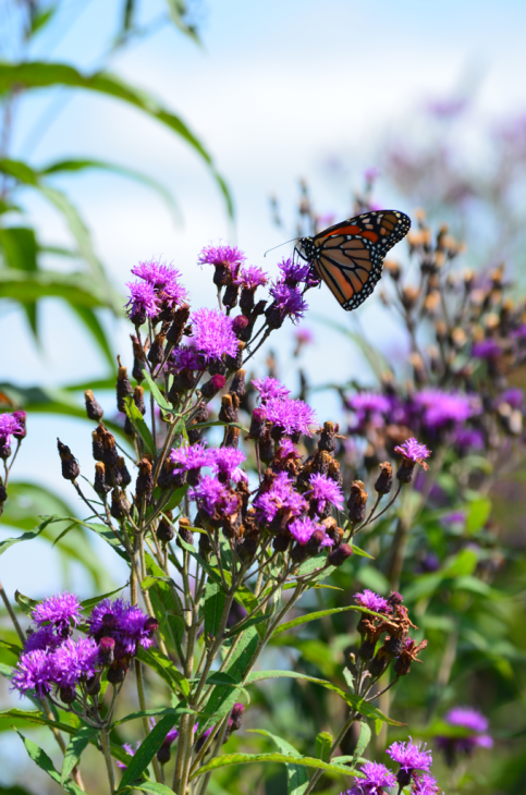 Shop Ironweed Plant online at TN Nursery