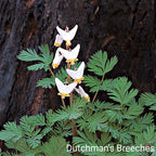 Ivory Blooming Trio: white Dutchmans breeches with heart petals on green foliage