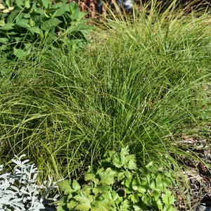 #1 Grass Sedge Pennsylvania