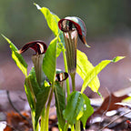 Shop Jack In The Pulpit Plant online at TN Nursery