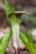Buy 1 get 1 free sale on Jack In The Pulpit Plant online at TN Nursery