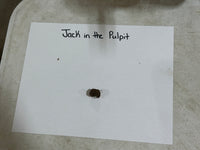 White paper with 'Jack in the Pulpit' text and a small black object on a textured surface