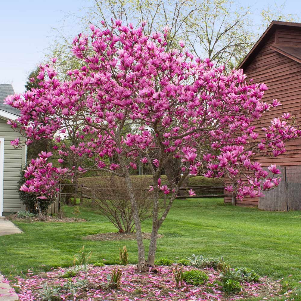 Magnolia Jane Trees for Sale - Pink Blooms for Your Yard – TN Nursery