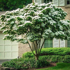 Shop Kousa Dogwood Tree online at TN Nursery