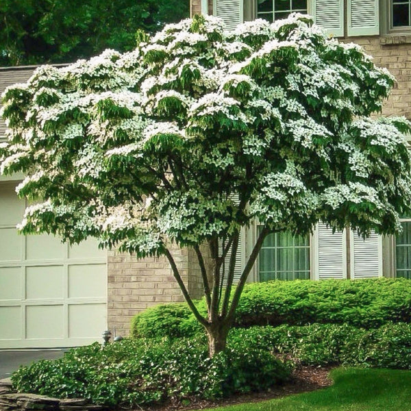 Shop Kousa Dogwood Tree online at TN Nursery