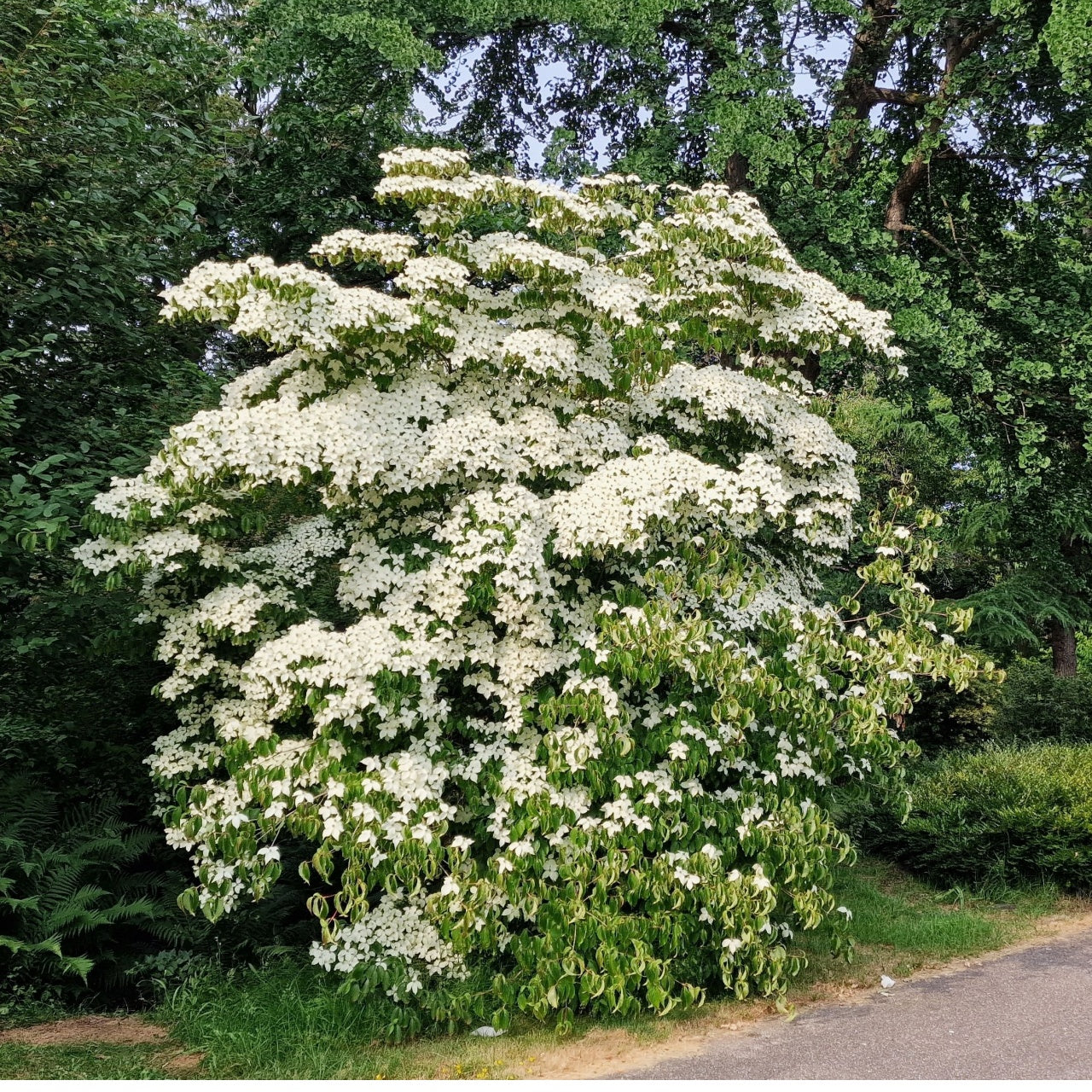 Buy 1 get 1 free sale on Kousa Dogwood Tree online at TN Nursery