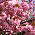 Buy 1 get 1 free sale on Kwanzan Cherry Trees online at TN Nursery 