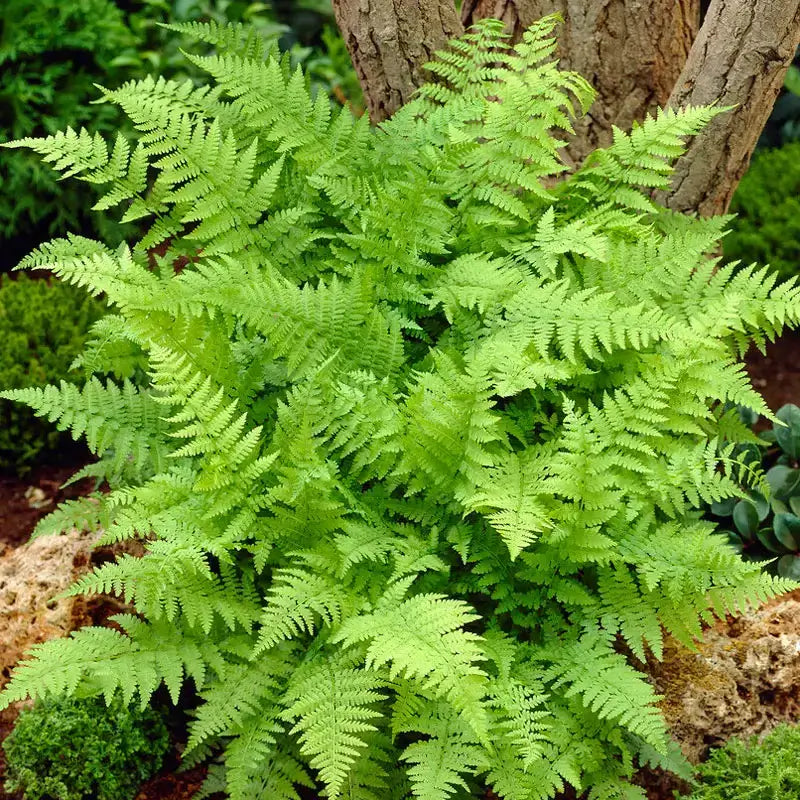 lady ferns in a wooded landscape 