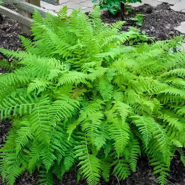 Shop sale on Lady Fern at TN Nursery 