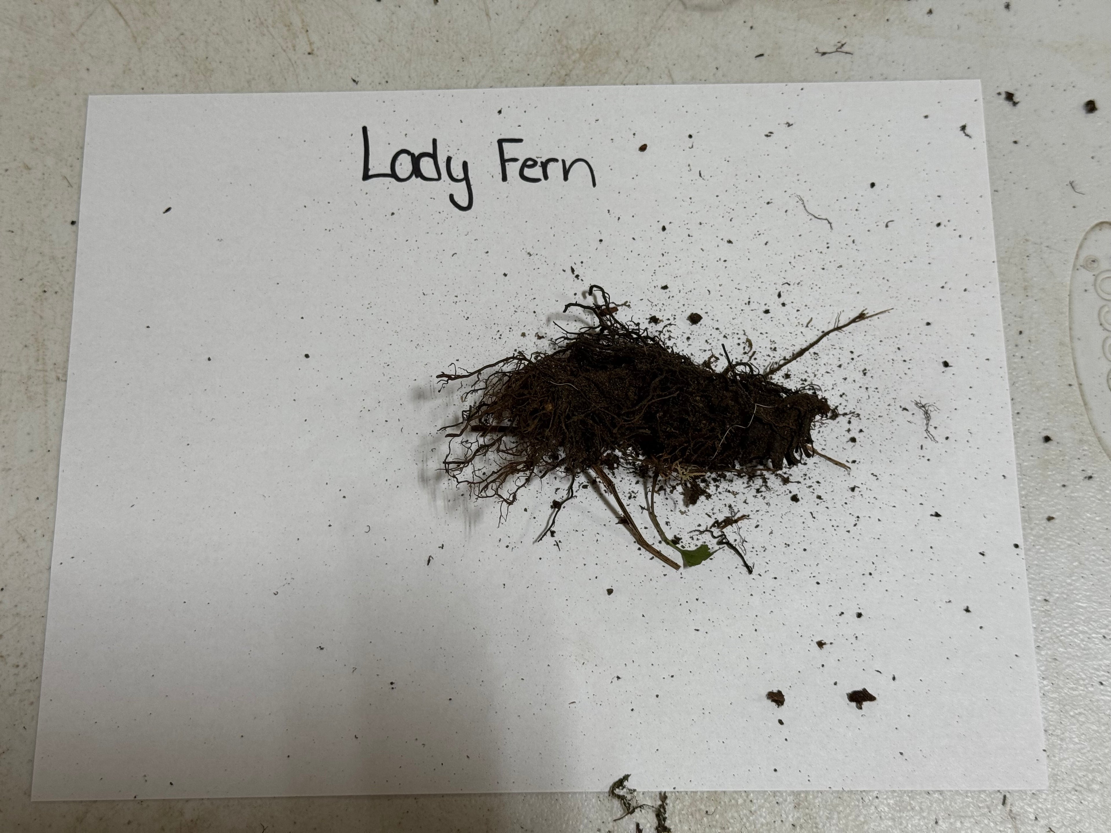 Lady Fern on a white paper with 'Lady Fern' text