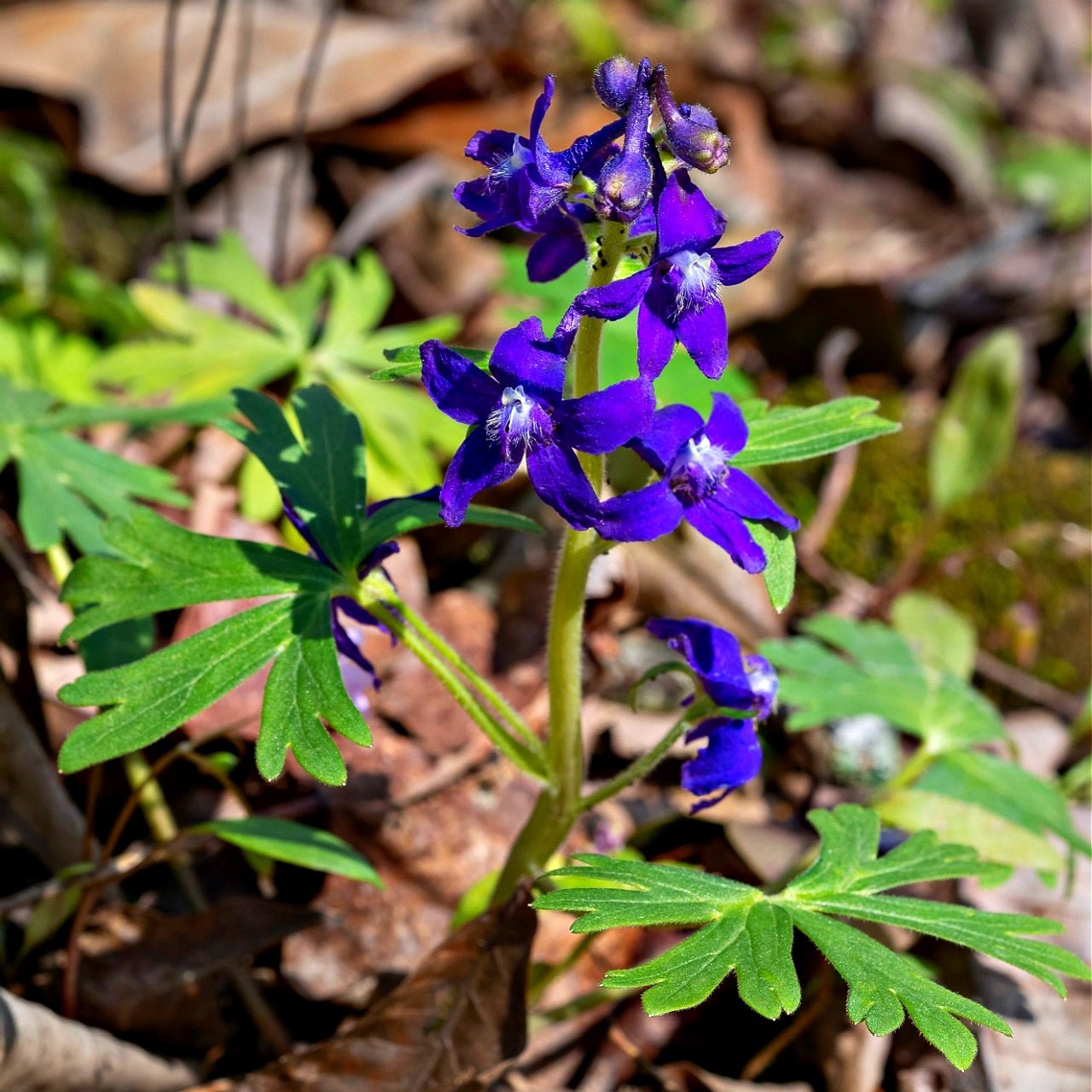 delphinium tricorne - TN Nursery