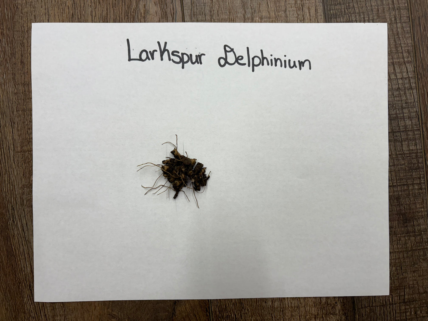 Small plant with soil on a white paper labeled 'Larkspur Delphinium' on a wooden surface.