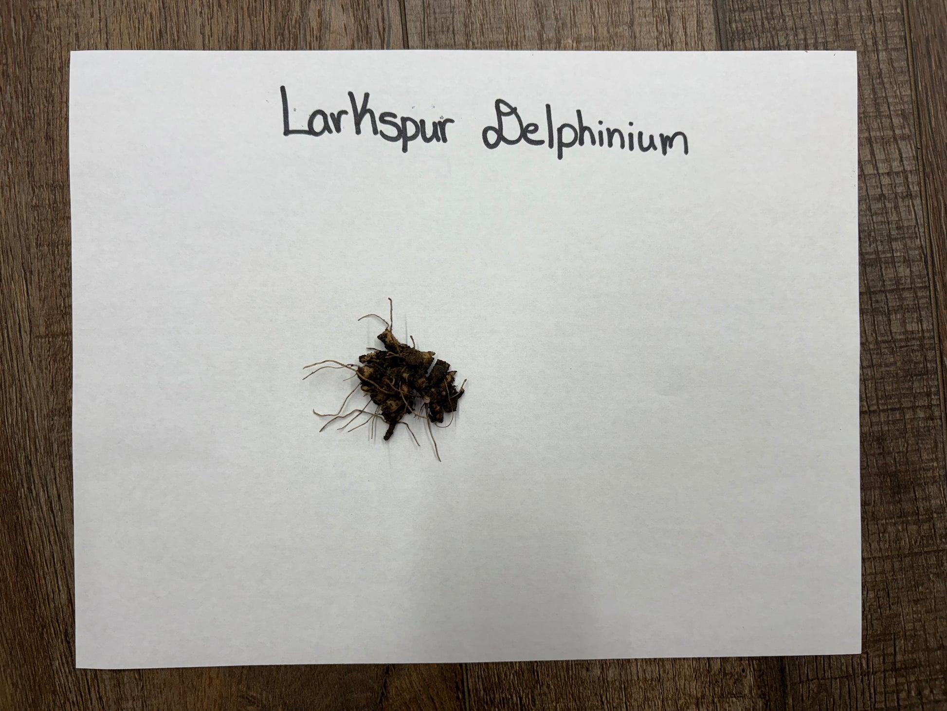 Small plant with soil on a white paper labeled 'Larkspur Delphinium' on a wooden surface.