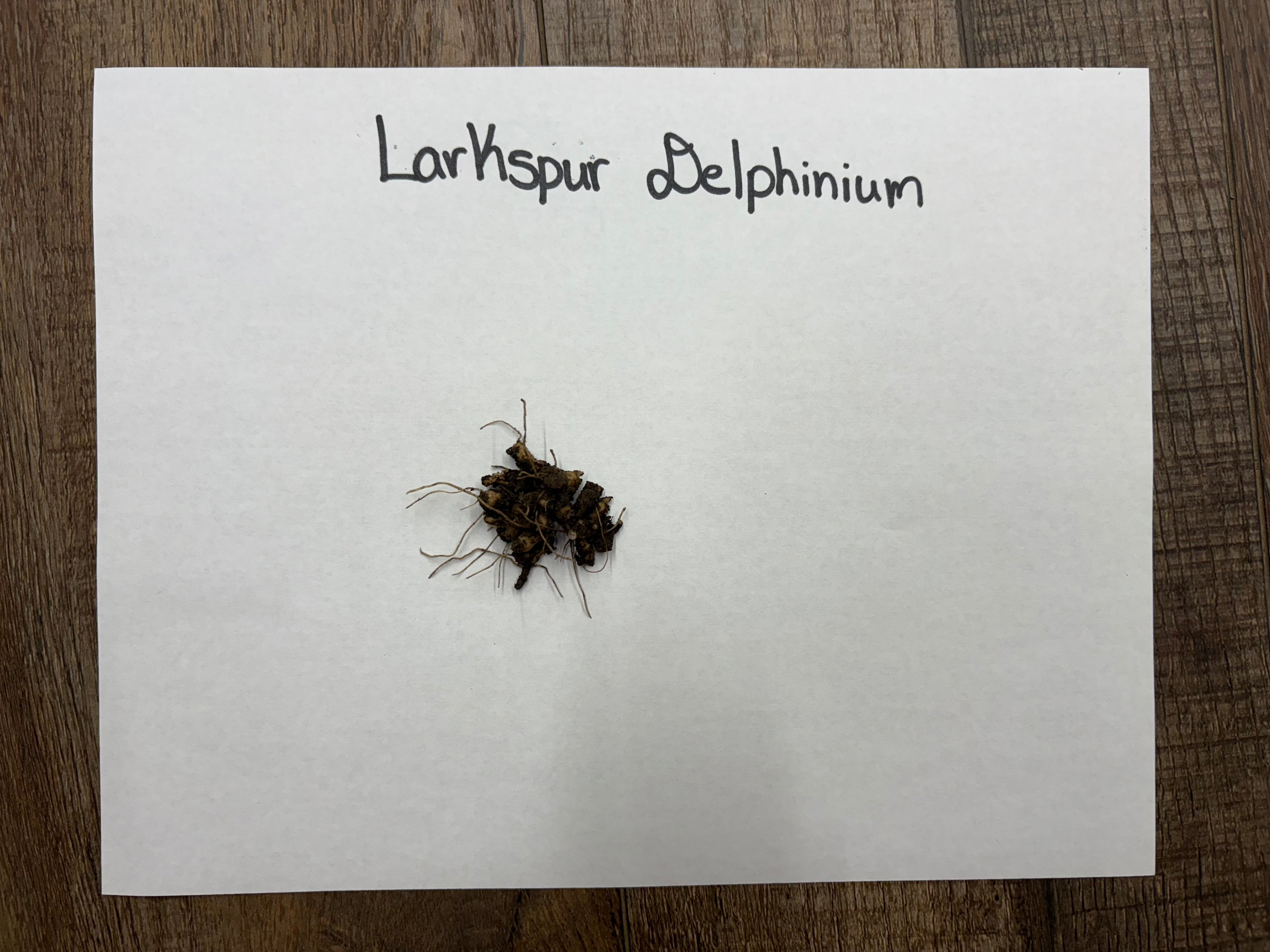 Small plant with soil on a white paper labeled 'Larkspur Delphinium' on a wooden surface.