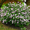 Lilac Shrub