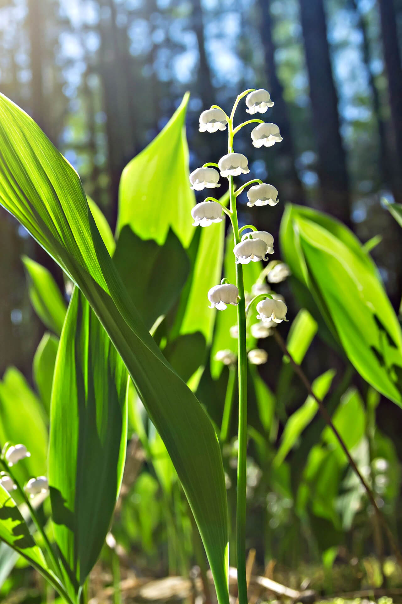 Lily of the Valley Plants for Sale $6.79 | Buy 1 Get 1 Free – TN