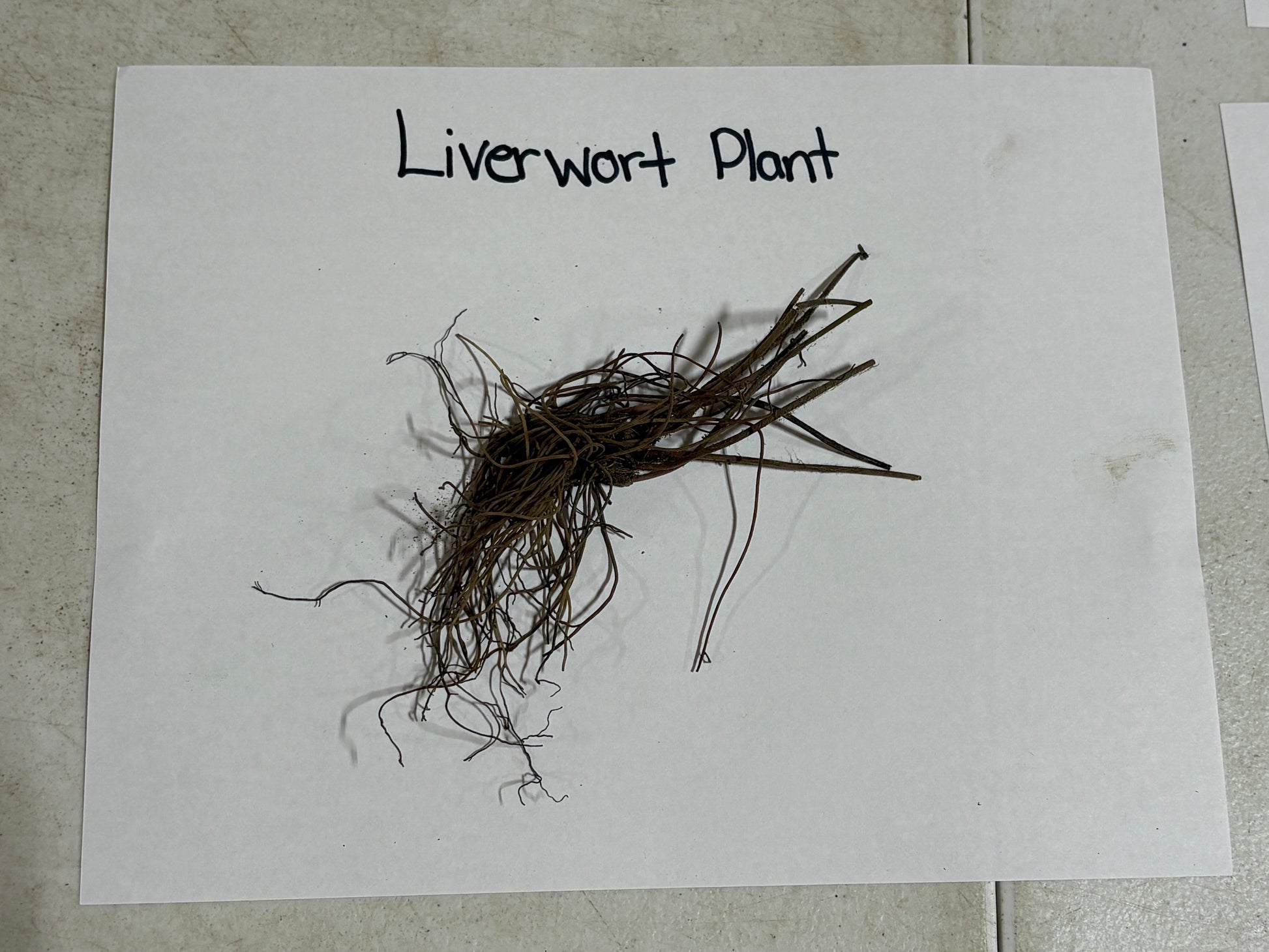 Liverwort plant on a white sheet of paper with 'Liverwort Plant' text.