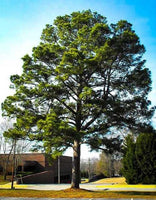 Loblolly Pine Seedlings - TN Nursery