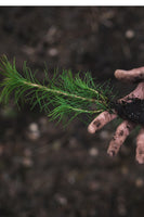 Loblolly Pine Seedlings in a hand