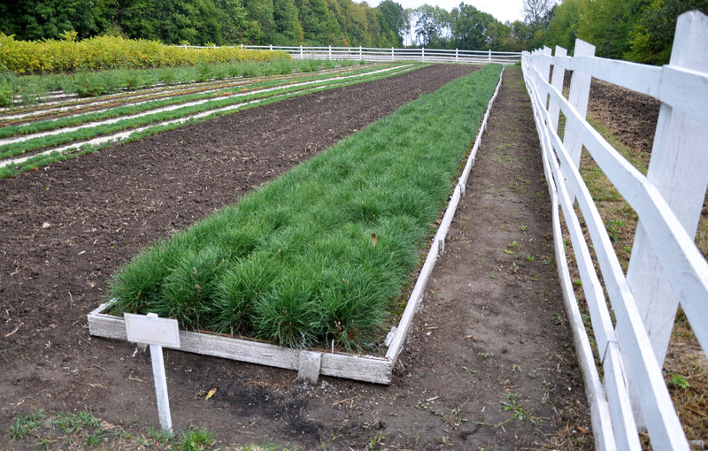 Shop Loblolly Pine Seedlings online at TN Nursery