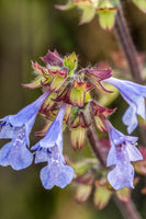Close-up image of Lyreleaf Sage (Salvia lyrata) with purple-blue flowers and green-tinged leaves.