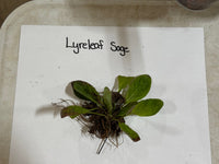 Lyreleaf Sage plant on a white paper with 'Lyreleaf Sage' text